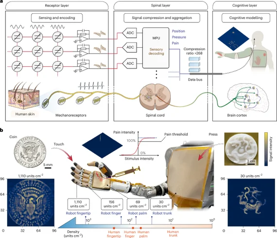 Large-scale iontronic skins with neural-hierarchical processing architecture